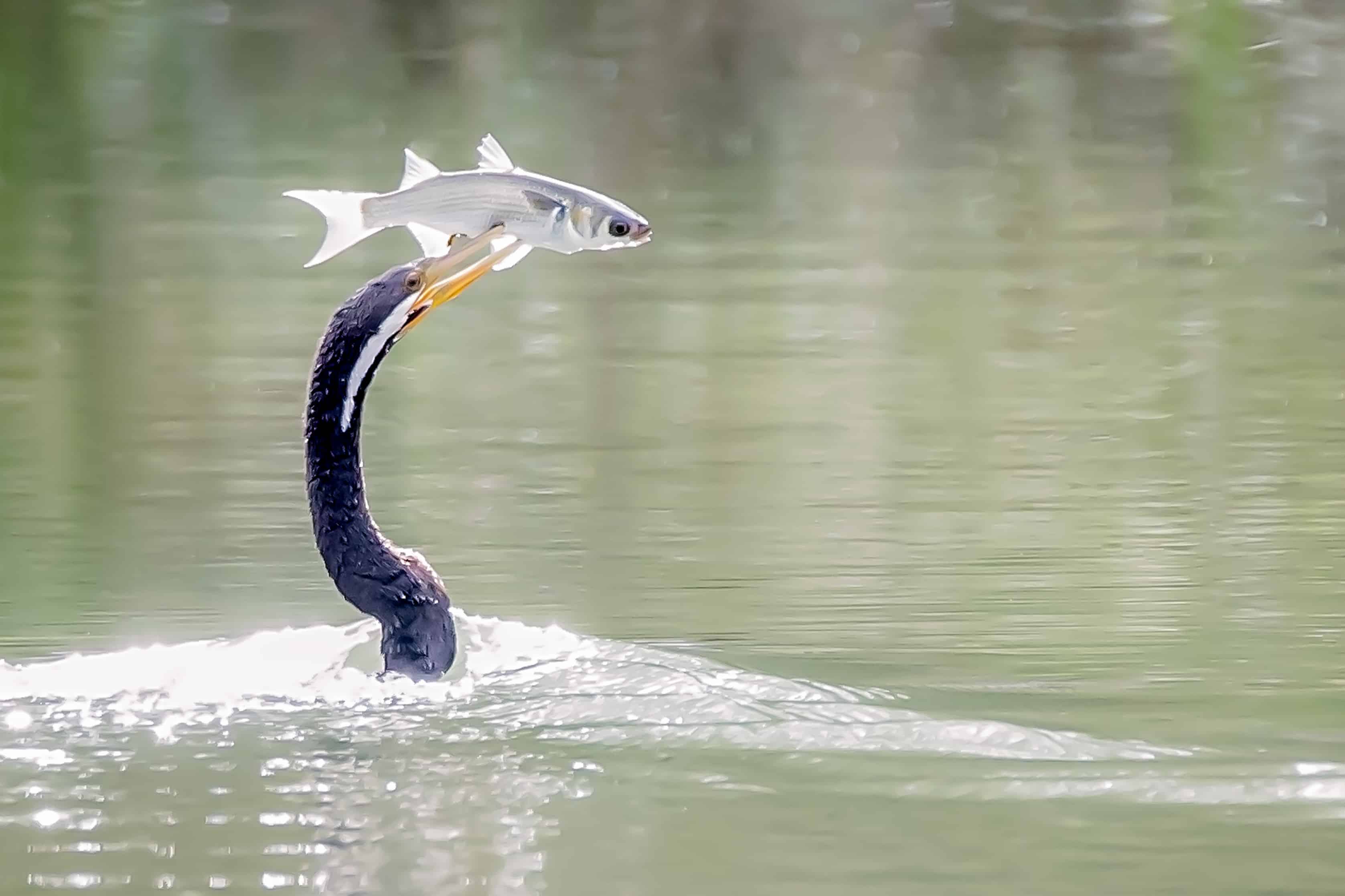 Amazing animals caught on camera Ipswich First