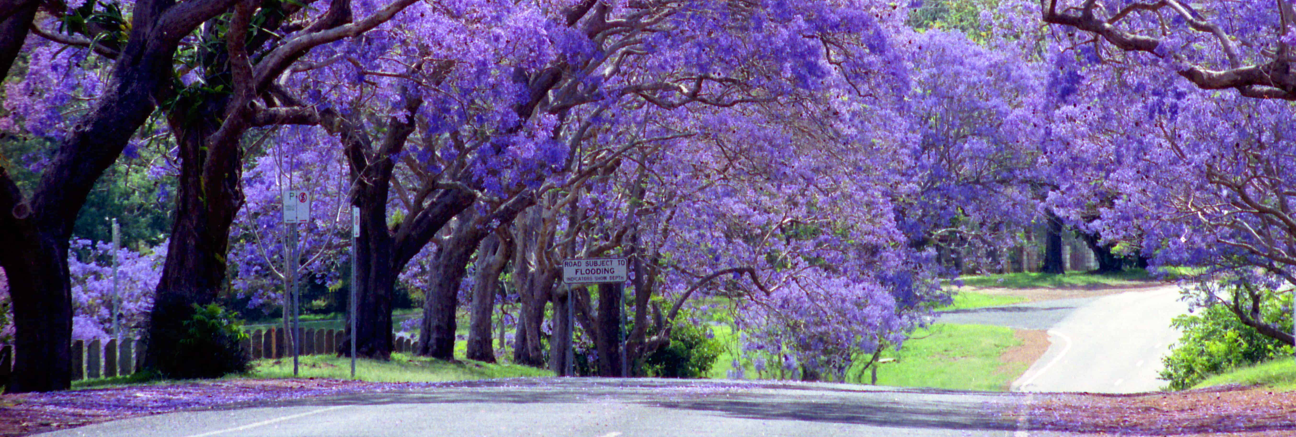 Jacaranda Festival's purple patch Ipswich First