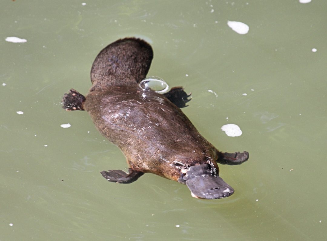 Platypus plotted by DNA in Ipswich creeks - Ipswich First