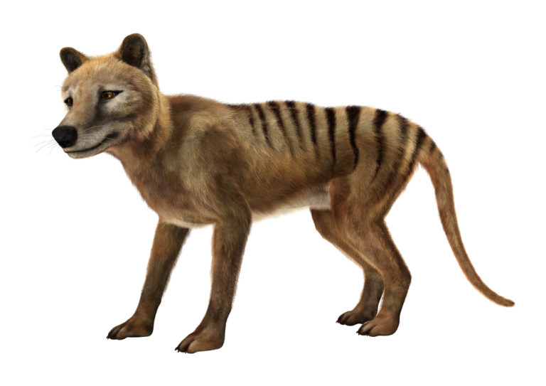 tasmanian tiger - Ipswich First
