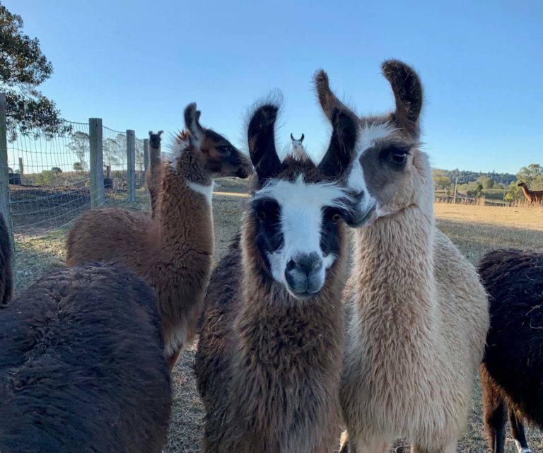 Queensland’s largest Llama farm opens to the public Ipswich First