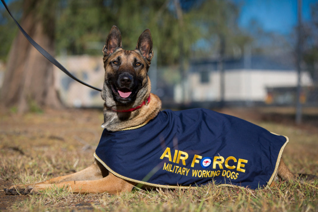 black air forces for dogs A D E V A Yangın Alarm Sistemleri