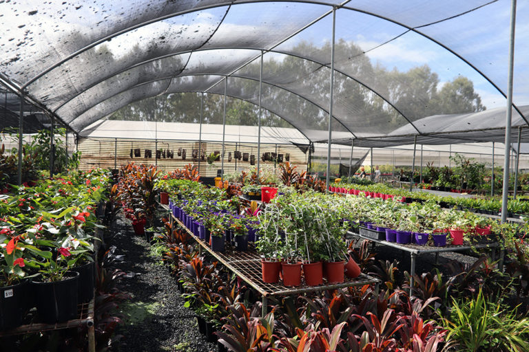 plants nursery riverview Ipswich First