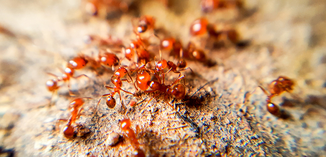 red ants nest