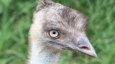 Photo of It’s Snowtime: Albino emu set to appear in hit Netflix series