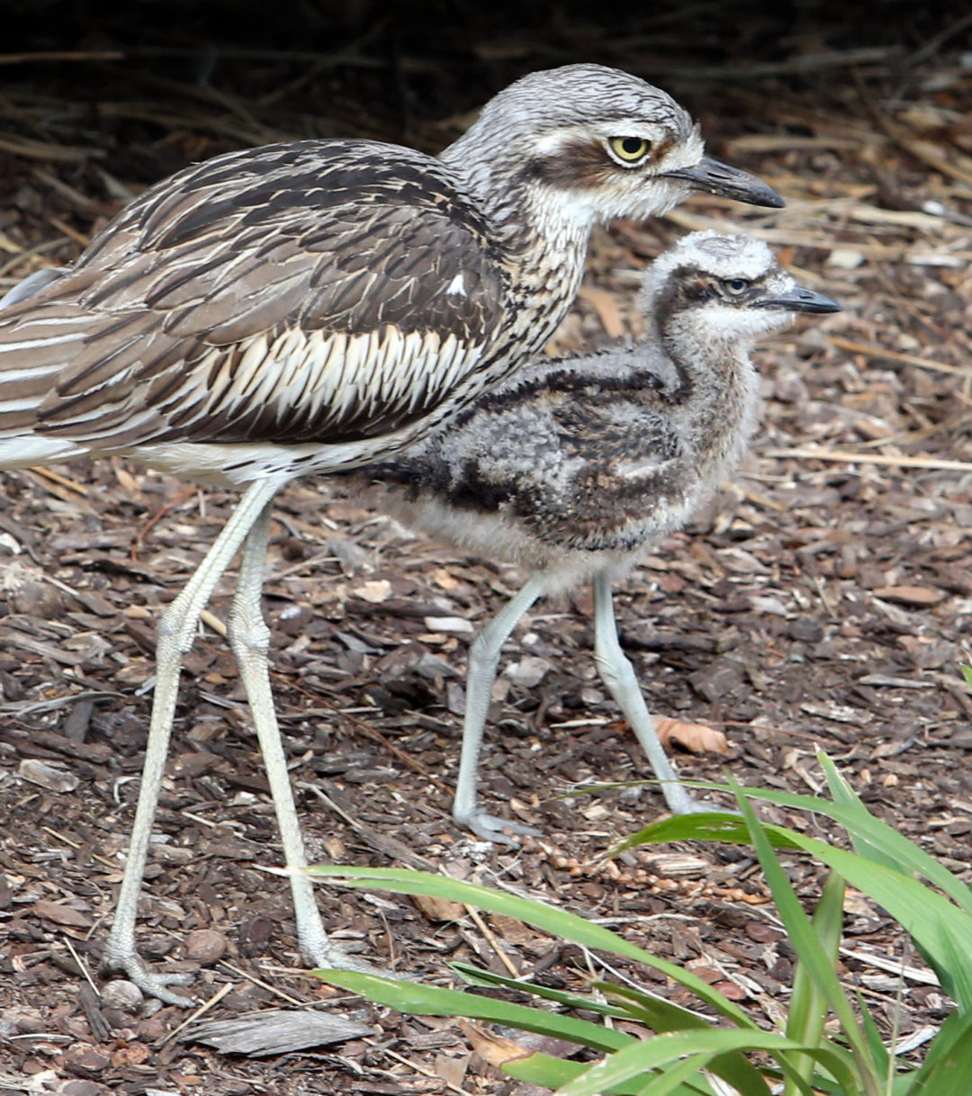Spring has sprung at the Ipswich Nature Centre - Ipswich First