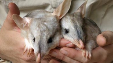 Photo of Twin baby bilbies born at Ipswich Nature Centre