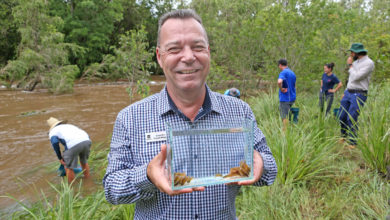 Photo of Native fish species released into Bremer River