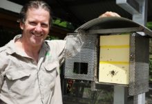Photo of Ipswich is abuzz with native beehives