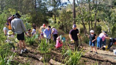 Photo of Local green thumbs called on to help Ipswich Bushcare groups