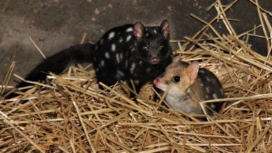 Photo of Tiny new Tasmanian animals calling Ipswich Nature Centre home