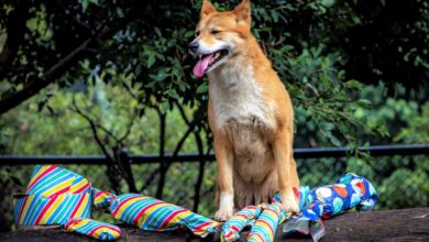 Photo of Paw-fect party planned for Ipswich Nature Centre’s dingoes